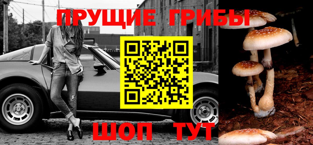 Псилоцибиновые грибы прущие грибы Зима